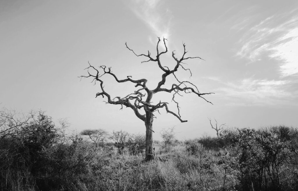 bare tree on green grass field under white clouds