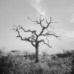 bare tree on green grass field under white clouds