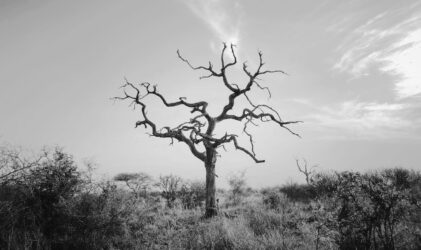 Un Requiem allemand de Brahms