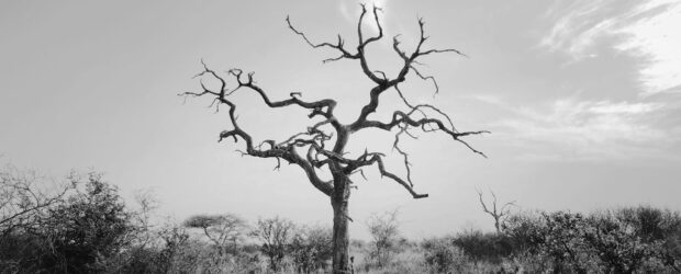 bare tree on green grass field under white clouds